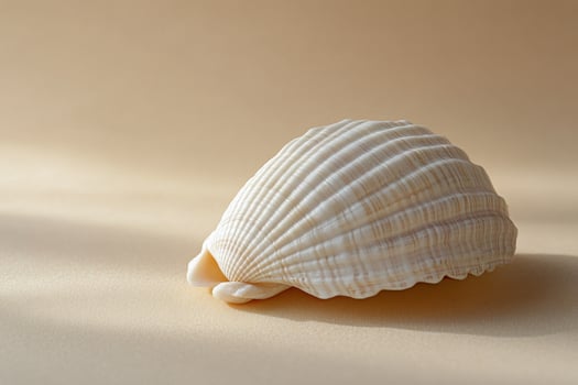 A beautifully textured white scallop shell resting on a soft neutral background photo