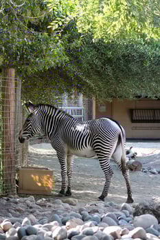 zebra in the zoo. animal standing. full-length photo