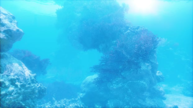A picture of a coral reef in the ocean photo