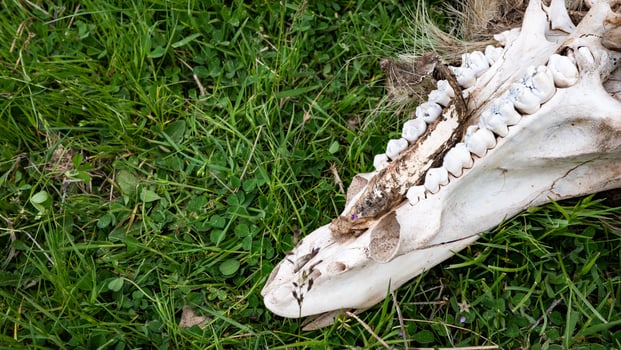 Animal skull lying in grass old bleached by sun teeth death photo