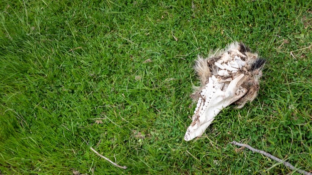 Animal skull lying in grass old bleached by sun teeth death photo