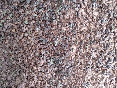 A close up of a tree trunk with moss and dirt photo