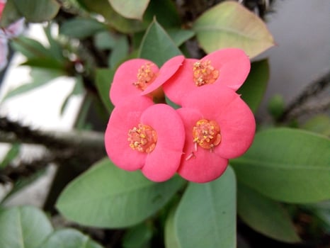 A close up of a plant with pink flowers photo