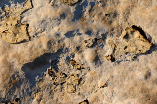 Fossilized imprints reveal ancient life in rock layers on a sunny afternoon in nature gallery. photo
