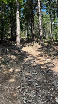 Hiking trail in the mountains of Poland goes through a pine forest. Eastern Sudetes Mountains photo