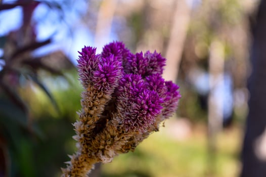Boroco Celosia argentea is a herbaceous plant known for its very bright colors. It usually blooms in mid spring to summer. Propagates by seeds. photo