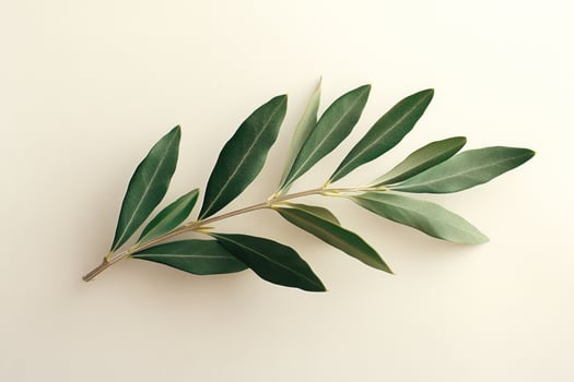 Green branch with leaves casting shadows on a textured wall in soft sunlight during the day photo