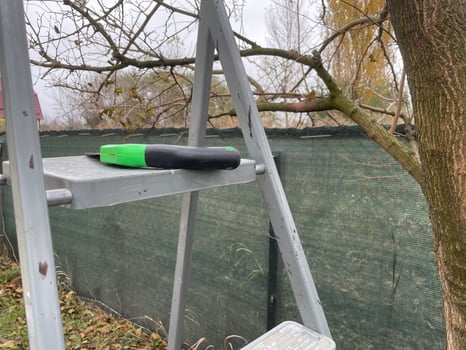 Professional branch trimming of an aged tree photo