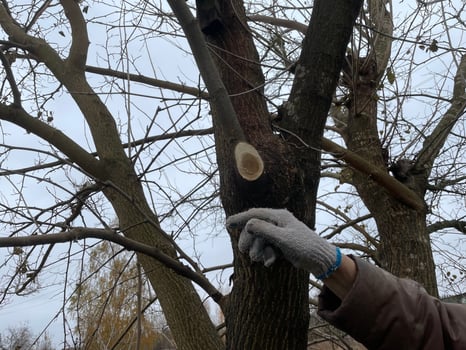 Professional branch trimming of an aged tree photo
