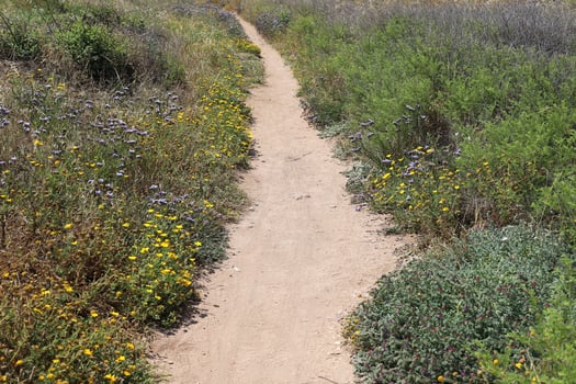 Pedestrian path in the city park. photo