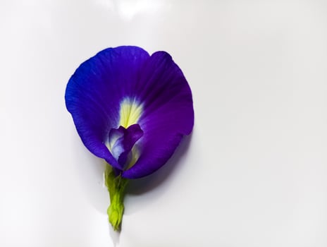 A single, vibrant purple butterfly pea flower is delicately placed on a clean white background. photo