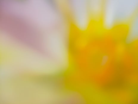 A softly blurred and abstract close-up of a flower, likely a dahlia or similar bloom. photo