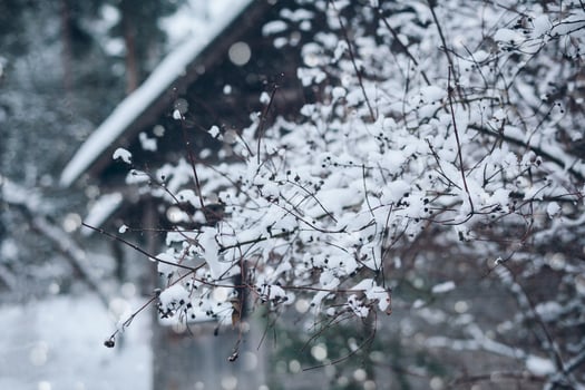 Natural winter scene in a village garden photo