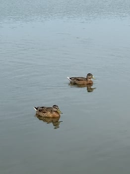 Two ducks swimming in the lake photo