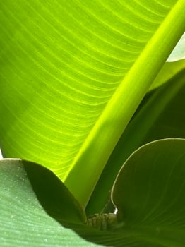 Sunshine on banana leaves photo