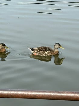 Ducks swimming in the lake photo