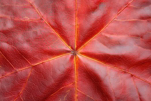 Vibrant red autumn leaf texture photo