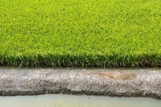 Young rice plant in rice field photo