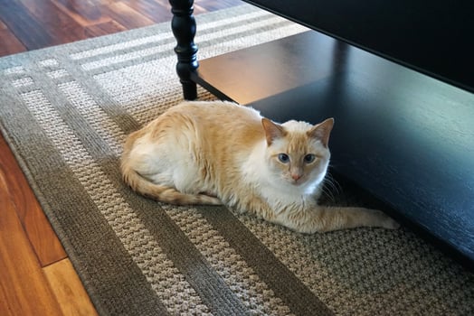 Close up cream cat in the house photo