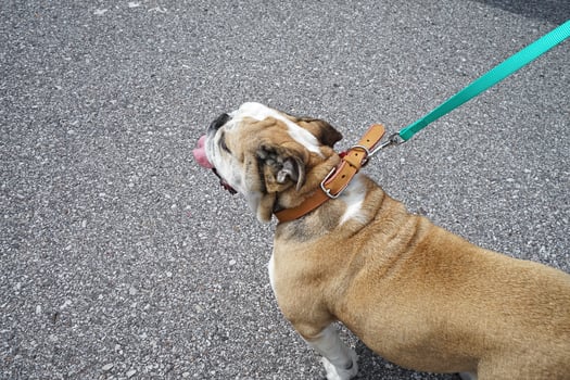 Tied English Bulldog in green public park photo