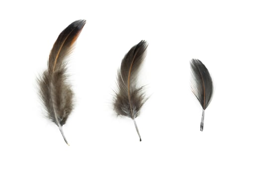 bird feather isolated on white background photo
