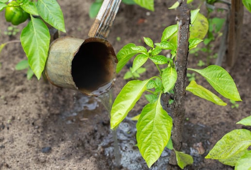 Watering and fertilizing pepper plants from a mug with mineral and organic fertilizers in the country. Copy space for text, phosphorus photo