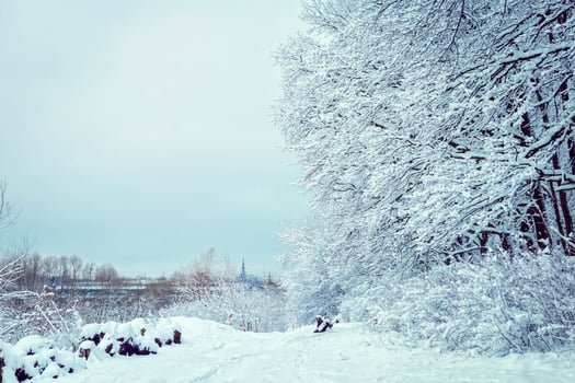 winter forest landscape with snow. place for text photo