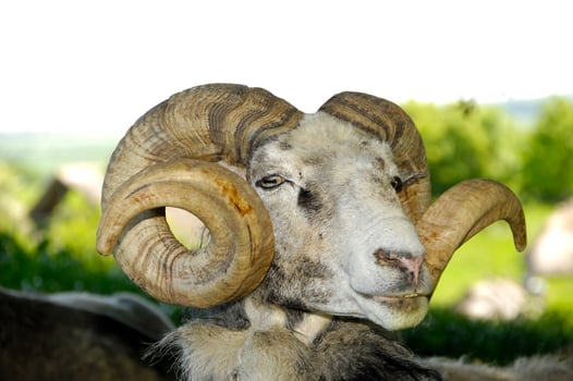 Goat with big horns photo