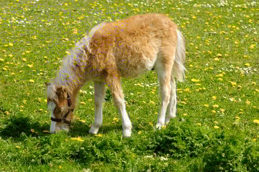Horse foal is eating grass photo