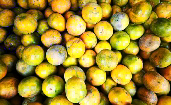 Orange Fruits are Widely Spread photo