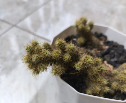 Beautiful Cactus on White Pot for Garden photo