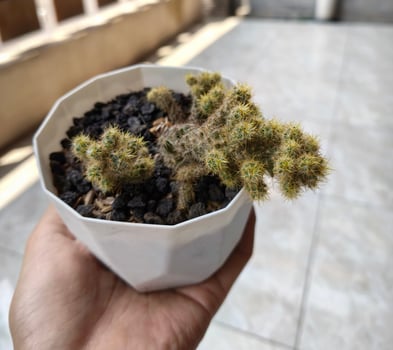 Cactus on Pot with Blur Background photo