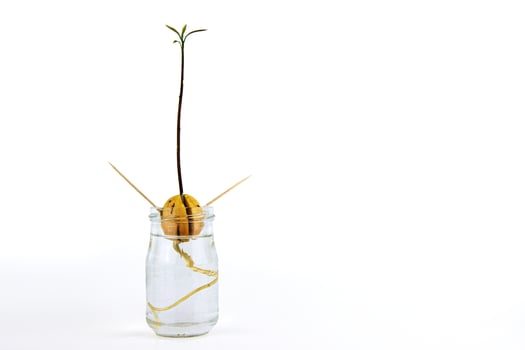 Avocado seed sprouting in water with a growing stem and leaves, supported by toothpicks in a glass jar, DIY plant propagation.. Isolated on white background. Copy space. photo