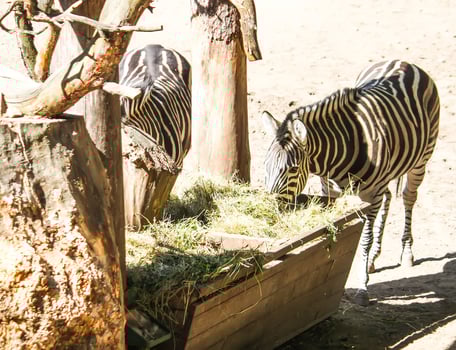 Common Zebra, Equus quagga beautiful striped animals eating dry hay in feeder. photo