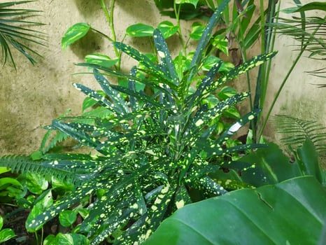 Peruvian fern in the garden photo