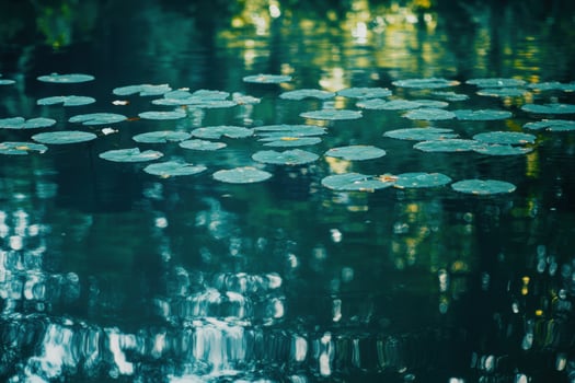 Calm pond water with lily pads and reflection of trees. photo