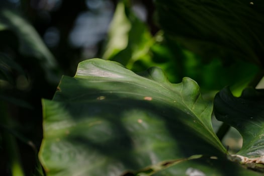 Abstrack dark green leave texture for background,Leave texture Background. photo