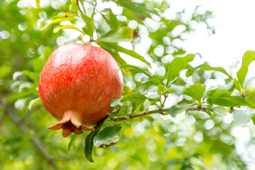 ripe pomegranate on the tree photo