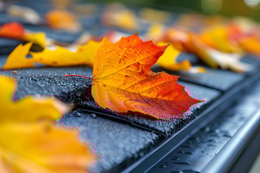 Vibrant Autumn Leaves on Wet Roof Shingles - Seasonal Nature Photography photo