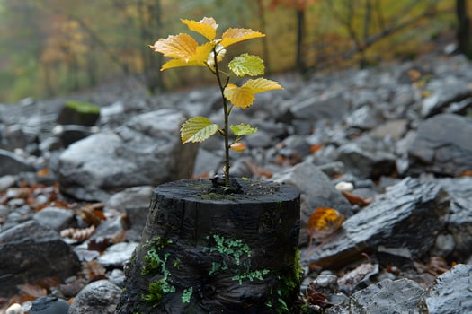 Resilience and Renewal Young Sapling Growing from Tree Stump in Rocky Forest Landscape photo