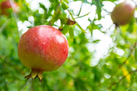 ripe pomegranate on the tree photo