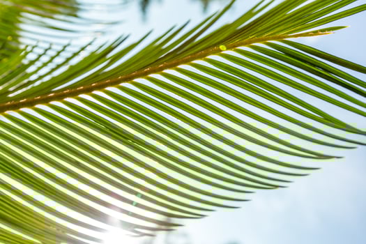 Palm leaf close up photo