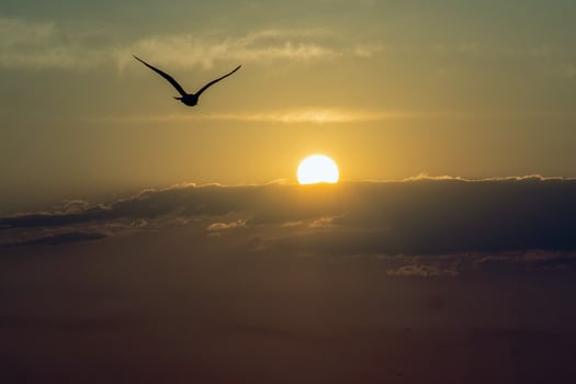 Awakening Light A Sunrise in Contrast photo