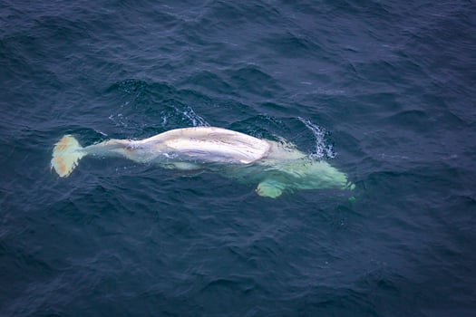 wathing a white Beluga Whale in the Arctic on Svalbard, Norway photo