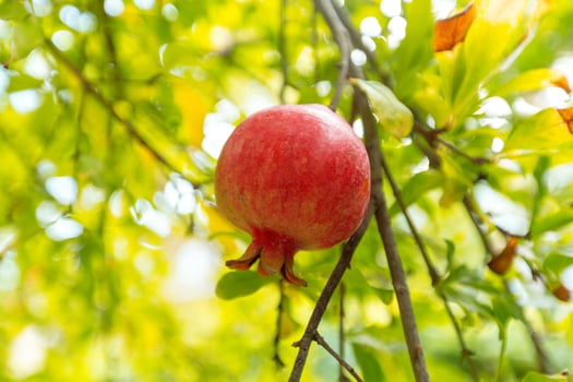 ripe pomegranate on the tree photo