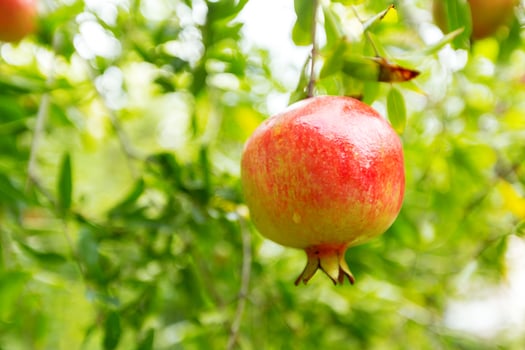 ripe pomegranate on the tree photo