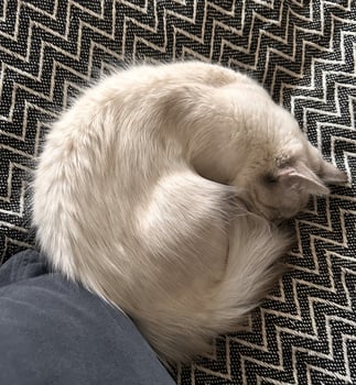 White little ragdoll kitten sleeping on the sofa photo