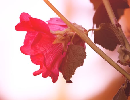 Pink mallow flowers photo