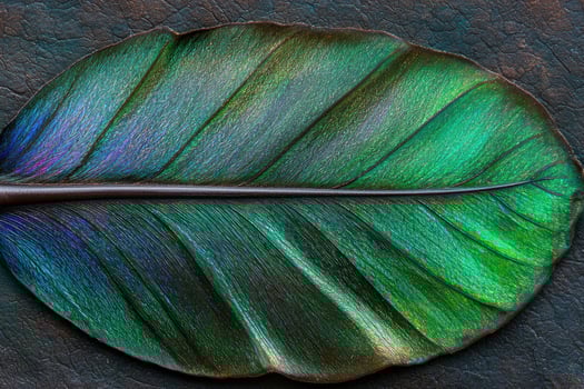Close up of vibrant peacock feather photo