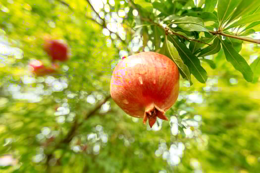 ripe pomegranate on the tree photo